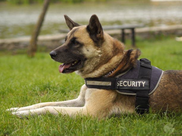 Security Dogs